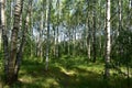 Birch grove woodland. Pine forest. Deciduous and coniferous trees. A path in the forest