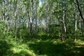 Birch grove woodland. Pine forest. Deciduous and coniferous trees. A path in the forest