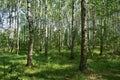 Birch grove woodland. Pine forest. Deciduous and coniferous trees. A path in the forest