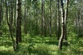 Birch grove woodland. Pine forest. Deciduous and coniferous trees. A path in the forest