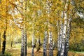 Birch grove with yellow leaves in cloudy autumn day