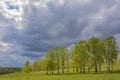 Birch grove in young greenery