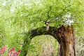 Birch growing from old mouldering trunk