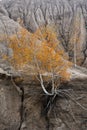 The birch grows on a steep cliff. Autumn landscape Royalty Free Stock Photo