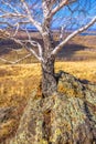 Birch grows from stone