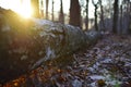 A birch has fallen, the setting sun and a scattered forest background