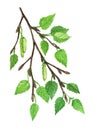 Birch herb medicinal and food plants