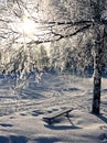 Birch in icecold winter sunlight