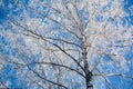 Birch inwinter Royalty Free Stock Photo