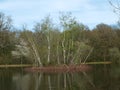 A birch island in a forest lake