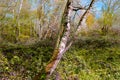 Birch with ivy in early spring. Forest border with wild flowers