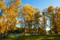 Birch lake forest autumn