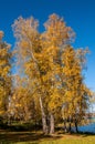 Birch lake forest autumn Royalty Free Stock Photo