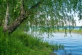 Birch on lake shore Royalty Free Stock Photo