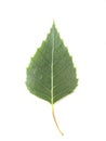 Birch leaf Royalty Free Stock Photo