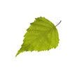 Birch leaf