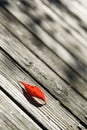 Birch leaf