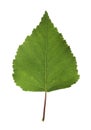 Birch leaf