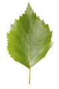 Birch leaf Royalty Free Stock Photo