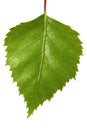 Birch Leaf