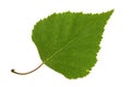 Birch leaf Royalty Free Stock Photo