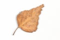 Birch Leaf in Autumn Isolated on a White Background with a Clipping Path Royalty Free Stock Photo