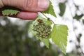 On a birch leaf is a family of green beetles