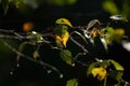 BIRCH LEAF