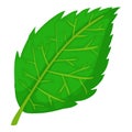Birch leaf icon, cartoon style