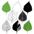 Birch leaf, isolated elements for design on a white background.