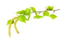 Birch leaf isolated on a white background Royalty Free Stock Photo