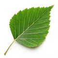 Birch leaf isolated on white background Royalty Free Stock Photo