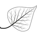 Birch Leaf. Outline Illustration Of Birch Leaf