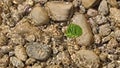 Birch leaf on a stone under water with sun reflections and water ripples close up Royalty Free Stock Photo