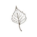 Birch leaf. vintage engraved illustration. Isolated on white background birch autumn drawing leaf. Isolated object. Hand drawn