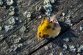 A Birch Leaf On A Wooden Base With Moss