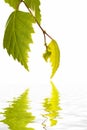 Birch Leafs reflecting in Water Royalty Free Stock Photo
