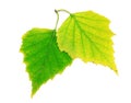 Birch leaves