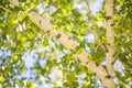 A birch and leaves of a birch tree in summer. Green leaves and trunk of birch tree with birch bark close up on sky background. Royalty Free Stock Photo