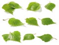 Birch leaves collection Royalty Free Stock Photo