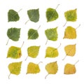 Birch Leaves Collection Royalty Free Stock Photo