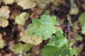 Birch leaves in early autumn Royalty Free Stock Photo