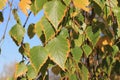 Birch leaves are green with a yellow border glisten in the autumn sun