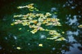 Birch leaves lying on the surface of the water