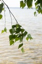 Birch leaves over lake water Royalty Free Stock Photo