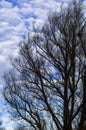 Birch without leaves silhouette