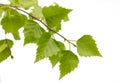 Birch leaves of the tree. Royalty Free Stock Photo