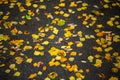 Birch leaves on wet asphalt - autumn sadeness background with selective focus and blur