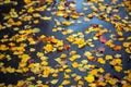 Birch leaves on wet asphalt - autumn sadeness background with selective focus and blur