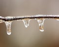 Birch limb ice